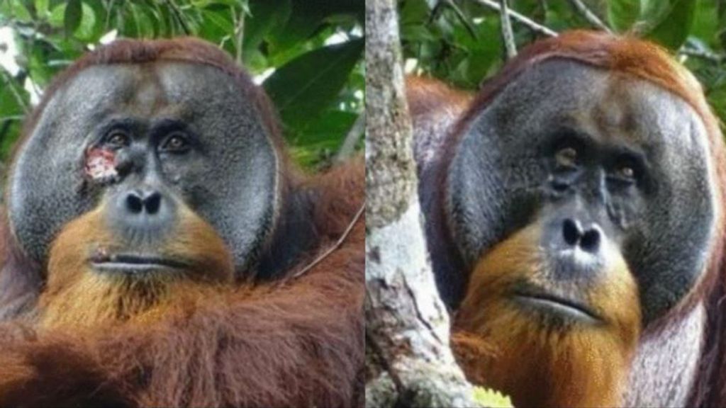 El comportamiento innovador de Rakus, el primer orangután en curarse a sí mismo con una planta medicinal