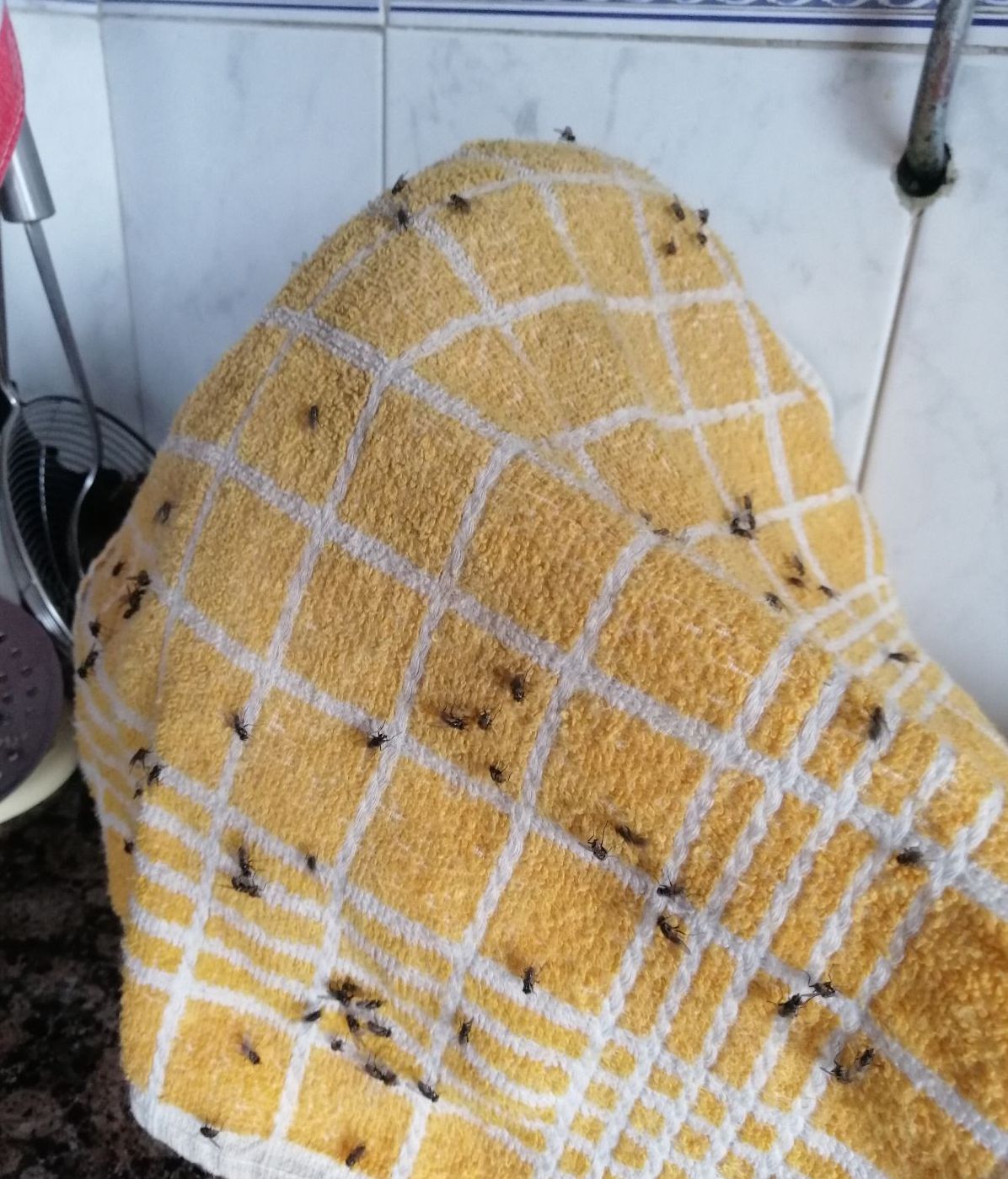 Plaga de moscas en el Concello de Tomiño (Pontevedra)