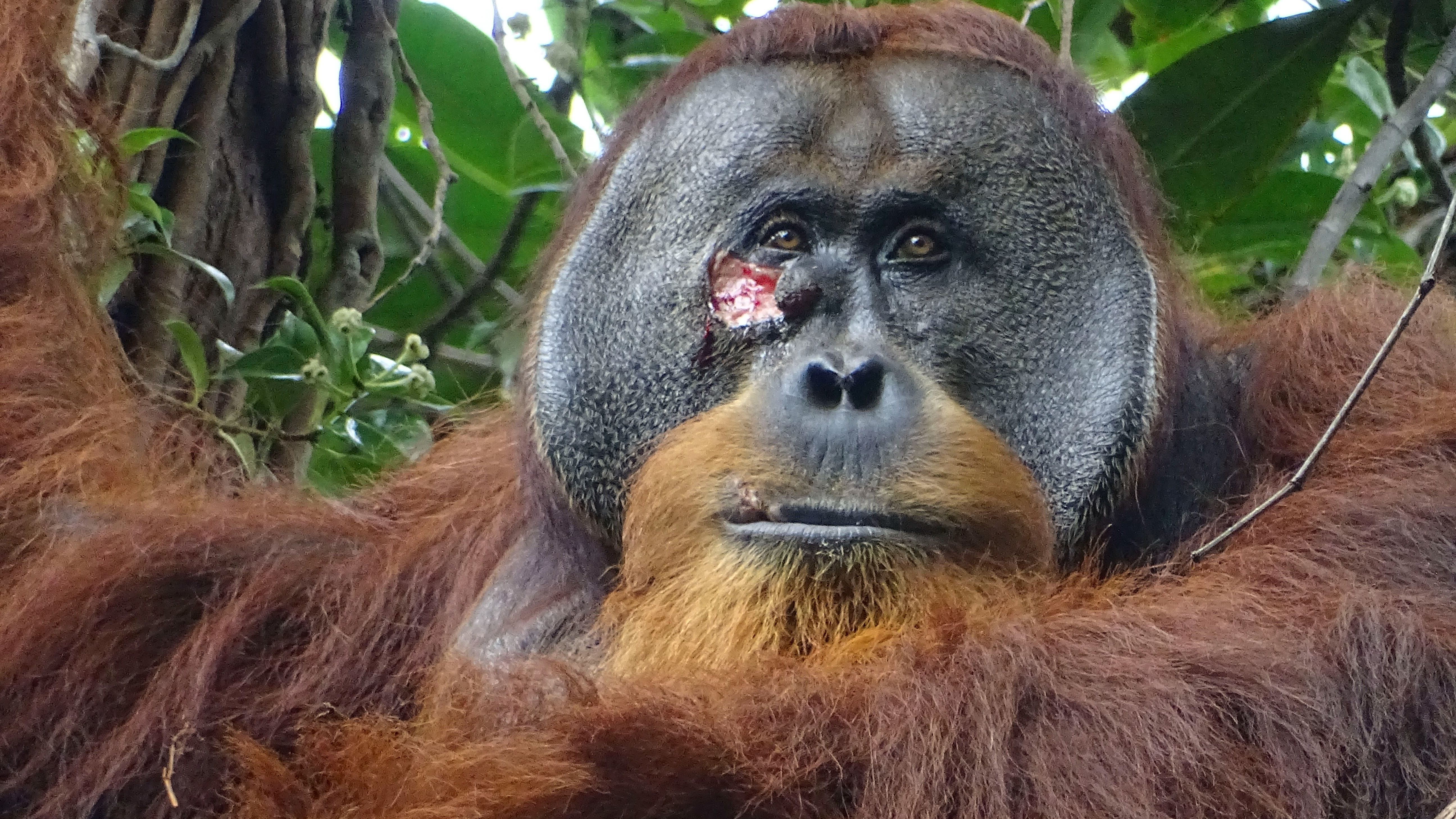 Rakus, el primer orangután en curarse a sí mismo una herida con una planta medicinal