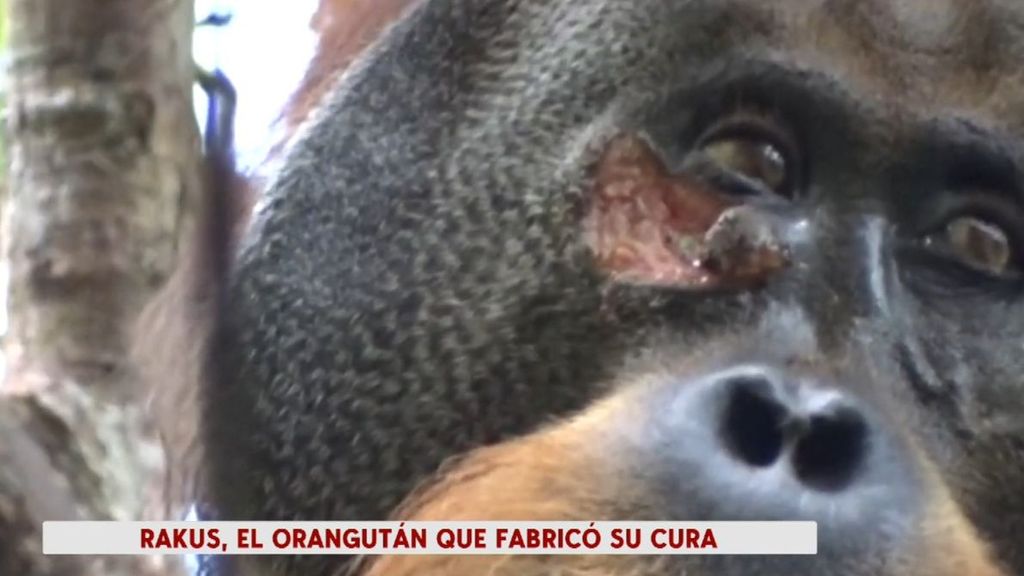 Rakus, el primer orangután que se cura a sí mismo