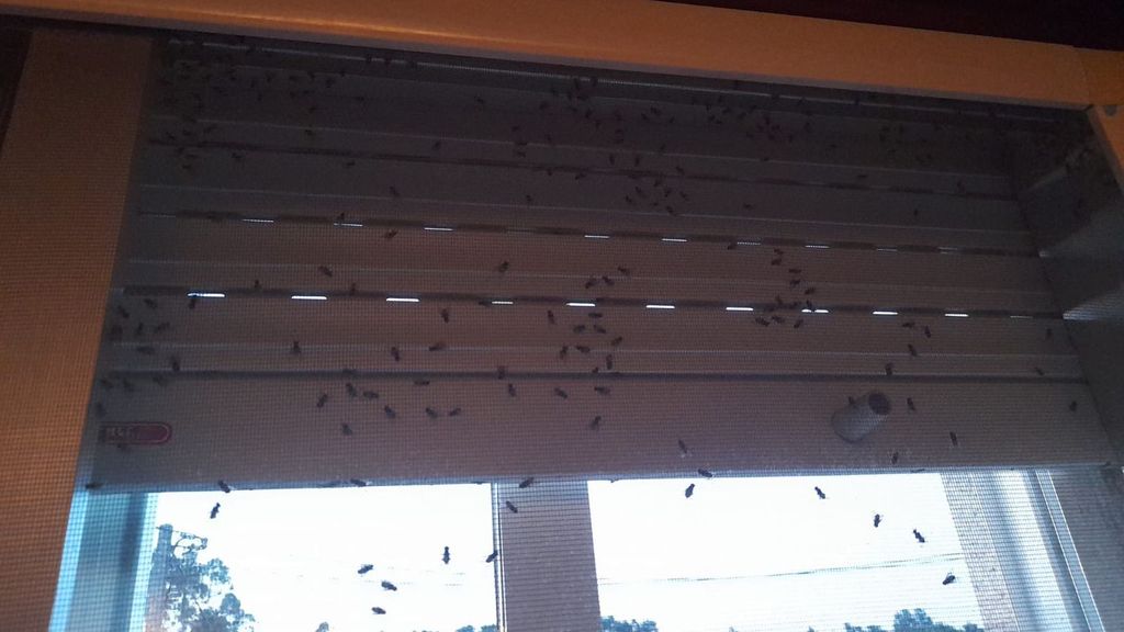 Uno de los territoios más afectados por esta plaga de moscas es el Concello de Tomiño