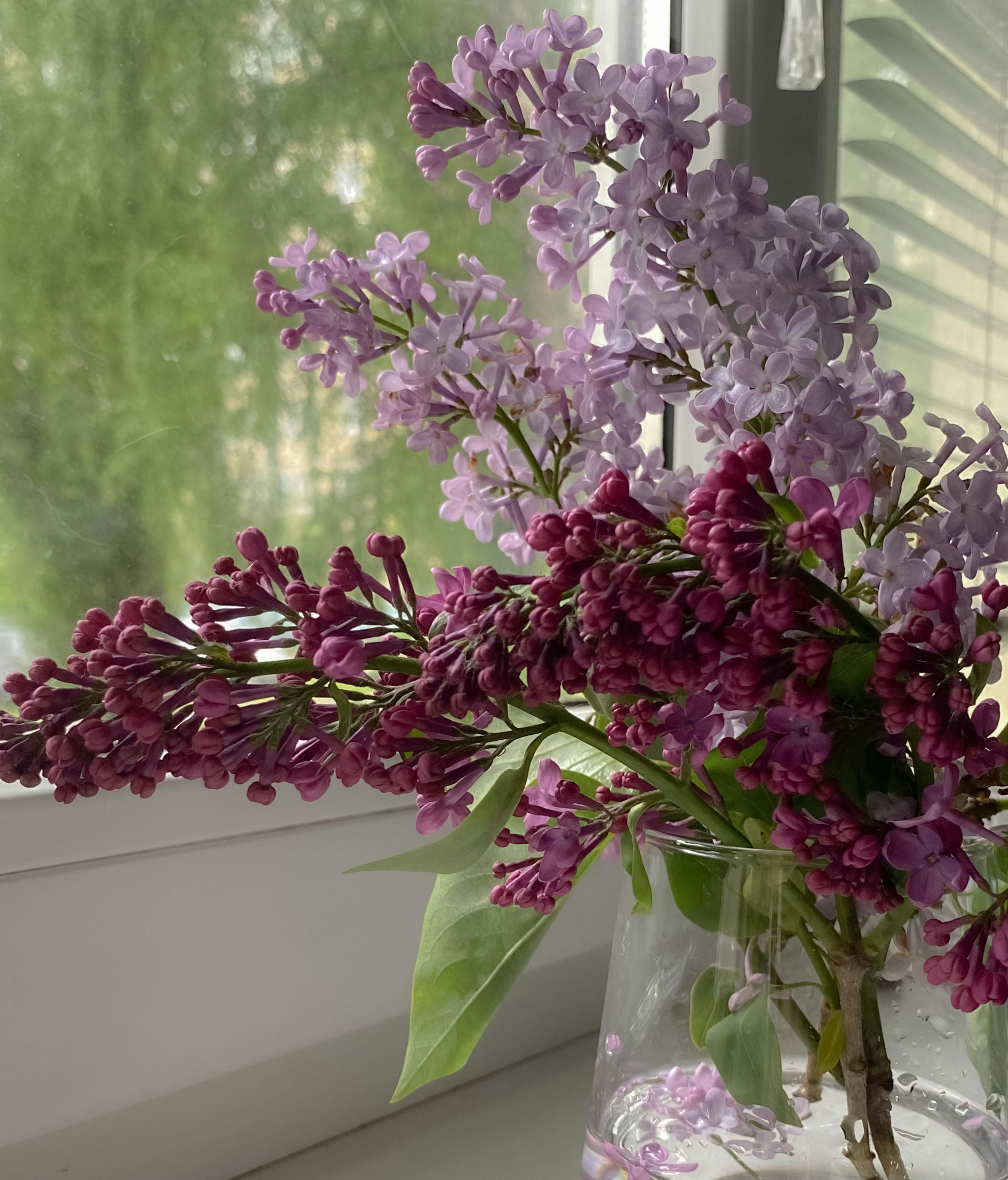 Aprovecha la energía de flores y plantas. FUENTE: Pexels