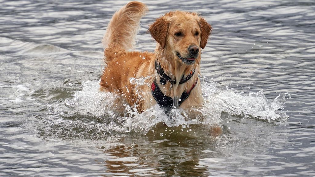 Un perro en el agua