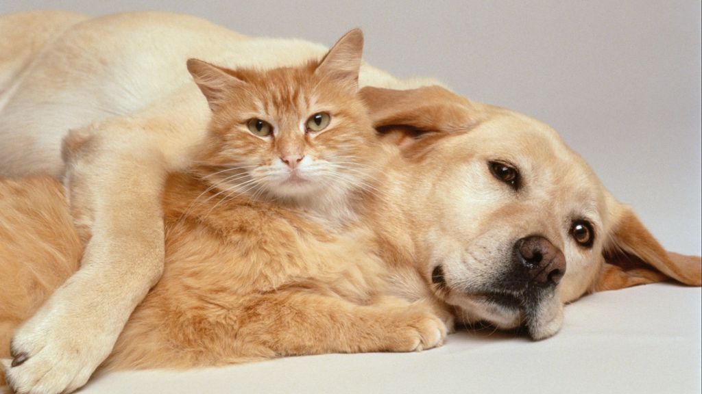 ¿Cuánto recuerdan realmente los perros y gatos?