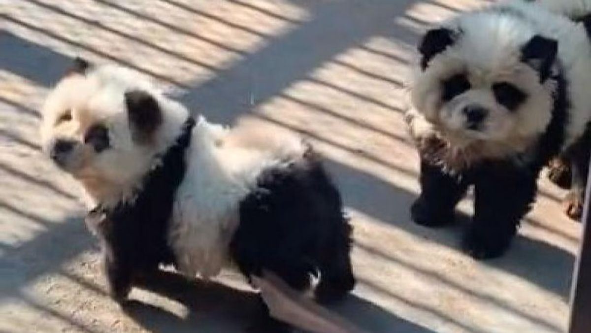 Dos perros chow chows pintados como osos panda en un zoo de China