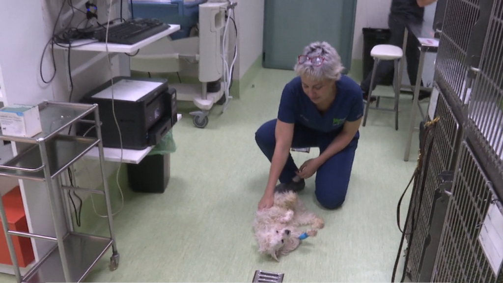 Los veterinarios son el sector que más estrés y ansiedad sufren: “Lo paso muy mal porque empatizo mucho”