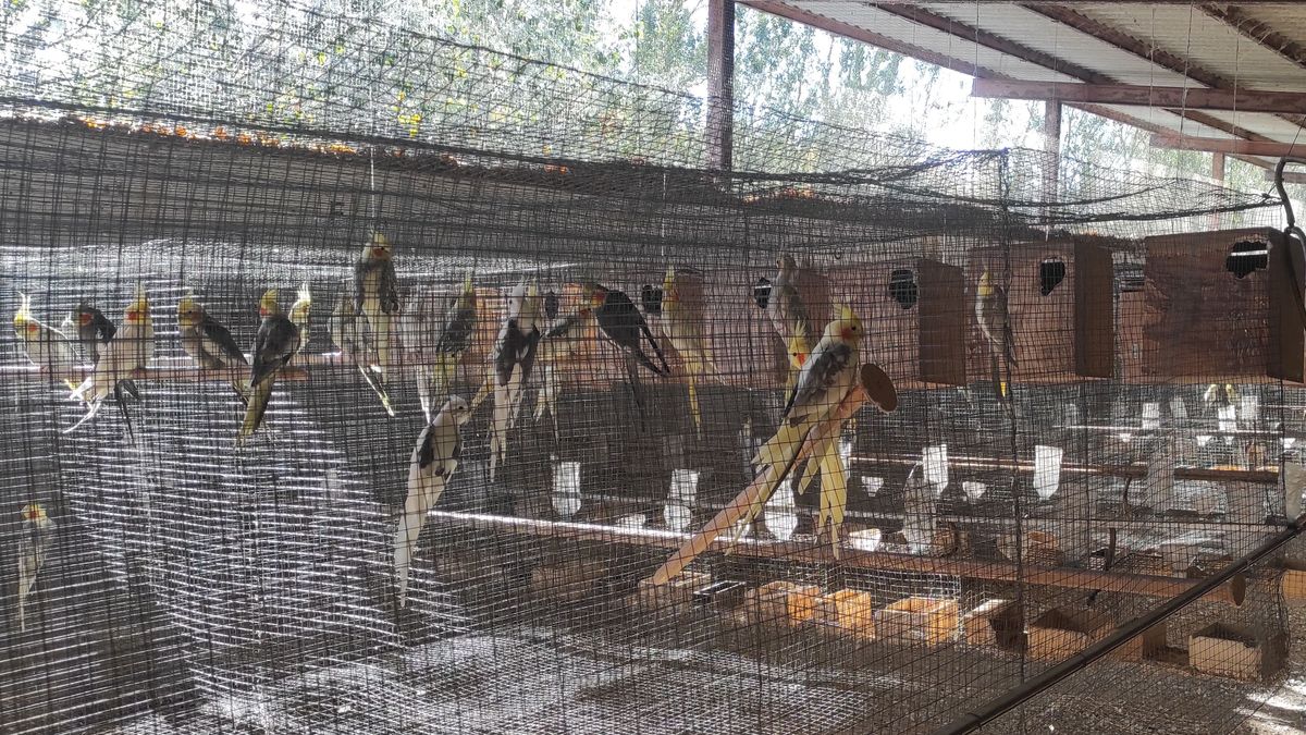 Incautan más de mil aves de 63 especies exóticas y cuatro tortugas de una vivienda en Girona