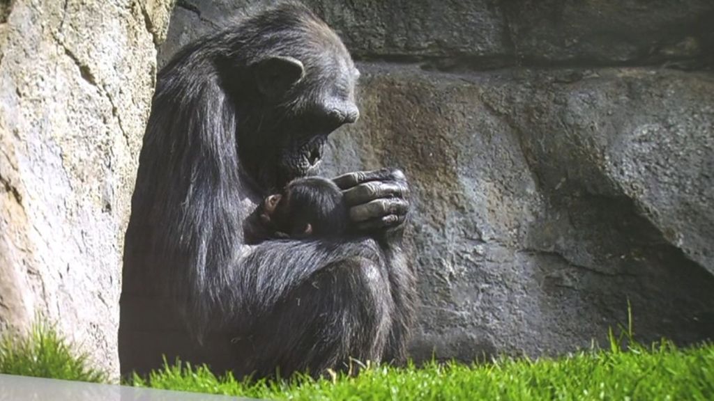 El duelo de la chimpancé del Bioparc de Valencia