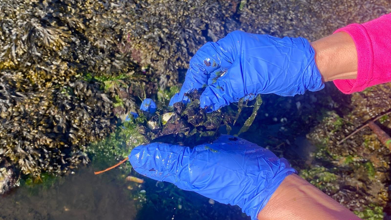 El marisco ha quedado atrapado entre un grueso manto de lechuga de mar que probablemente arrastró el temporal