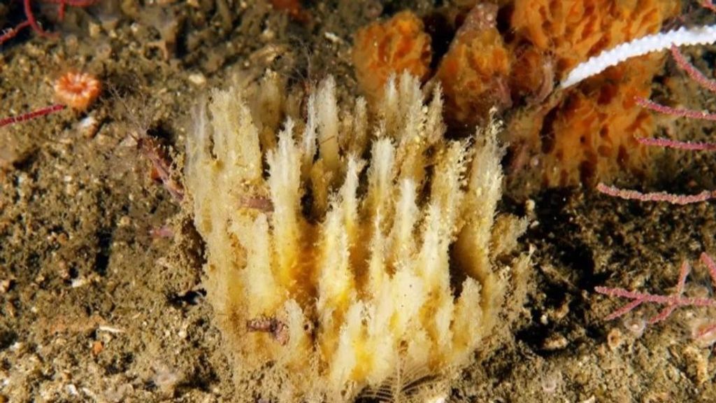 nueva especie de esponja hallada en galicia