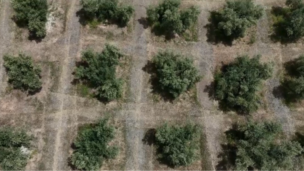 El polen de los olivos, una pesadilla para los alérgicos en Jaén: hay casi 70 millones plantados