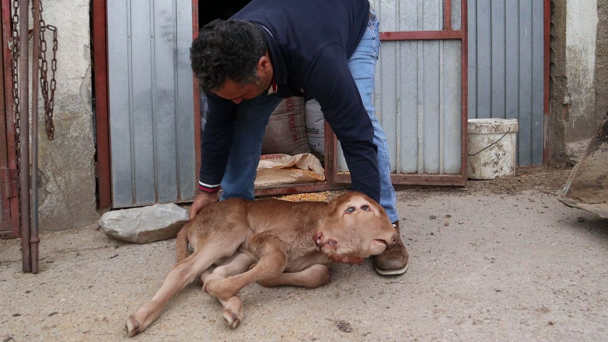 Nace un ternero bicéfalo en Piñuel de Sayago