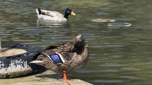 Dos ejemplares de patos en el estanque cuando tenía agua