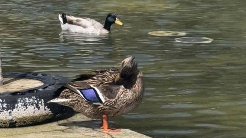 Dos ejemplares de patos en el estanque cuando tenía agua