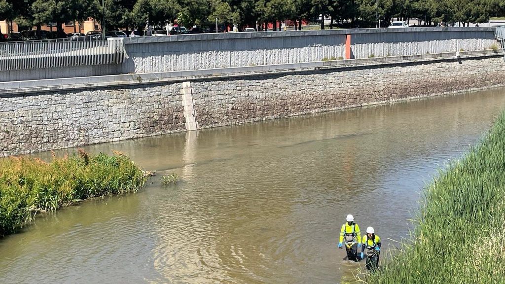 Es habitual encontrar esta especie de insecto en los alrededores del río Manzanares, en Madrid