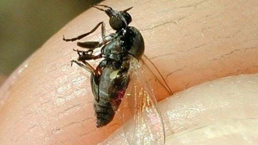 La mosca negra es más pequeña que la común pero su mordedura es más dolorosa