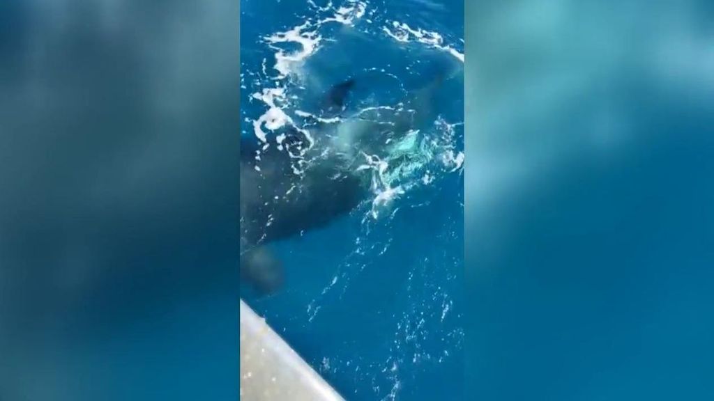 Las orcas Gladis atacan de nuevo