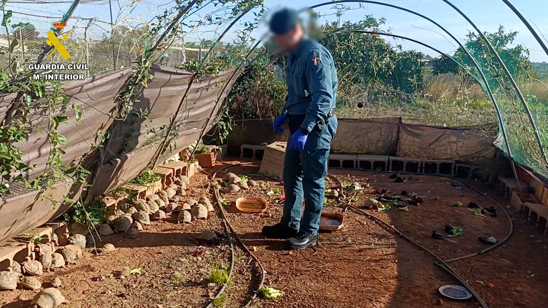 Las tortugas han sido trasladadas al centro de protección de la fauna de El Saler