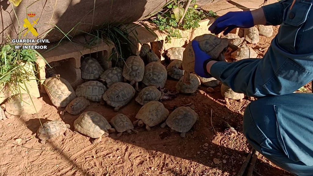 Varias de las tortugas mora incautadas en Picassent