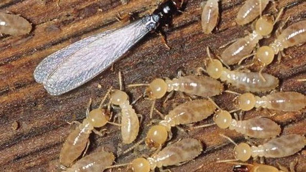 Las termitas se alimentan de la celulosa de la madera