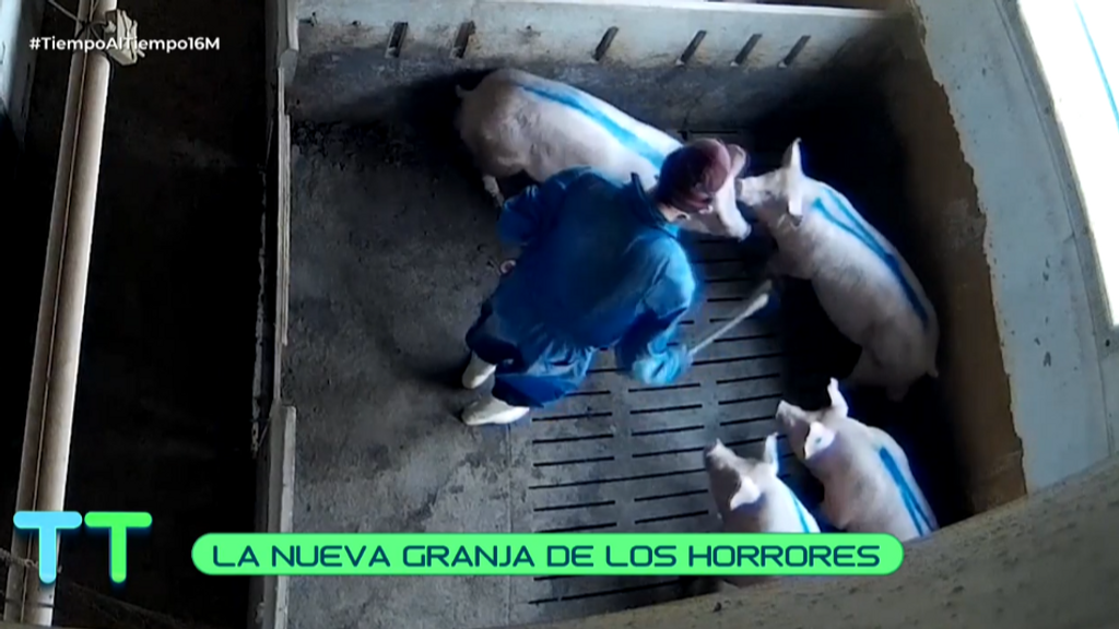 Nueva 'granja de los horrores' en Burgos: las imágenes, en 'Tiempo al tiempo'