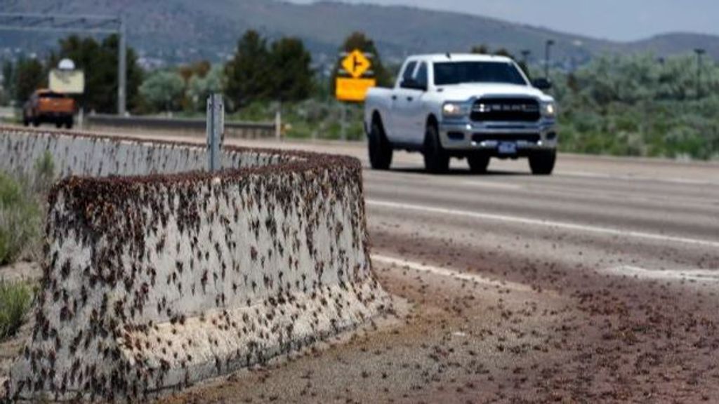 Los grillos invaden Elko, en Nebraska