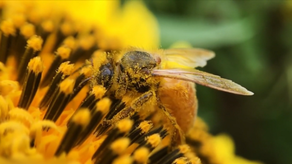 abeja-poliniza-flor