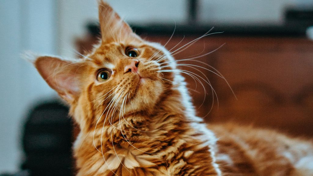 Gato de raza Maine Coon.