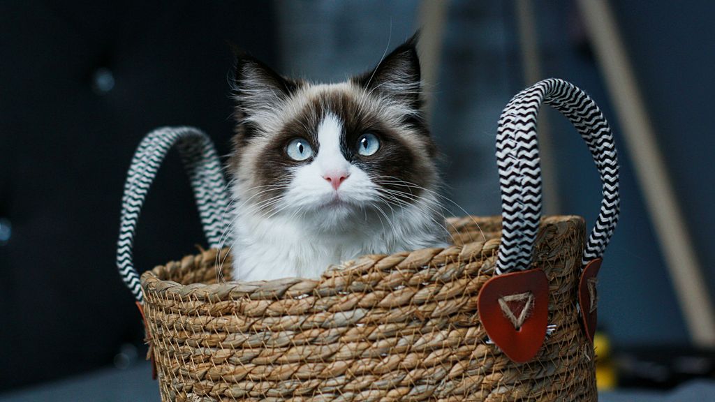 Gato de raza Ragdoll.