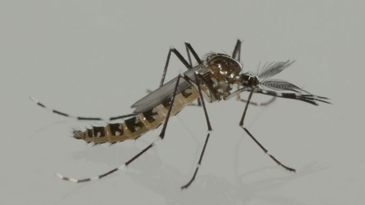 Mosquito tigre