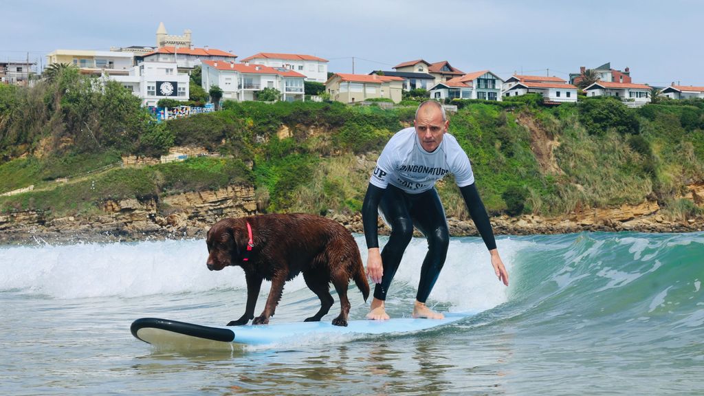 Surf para perros