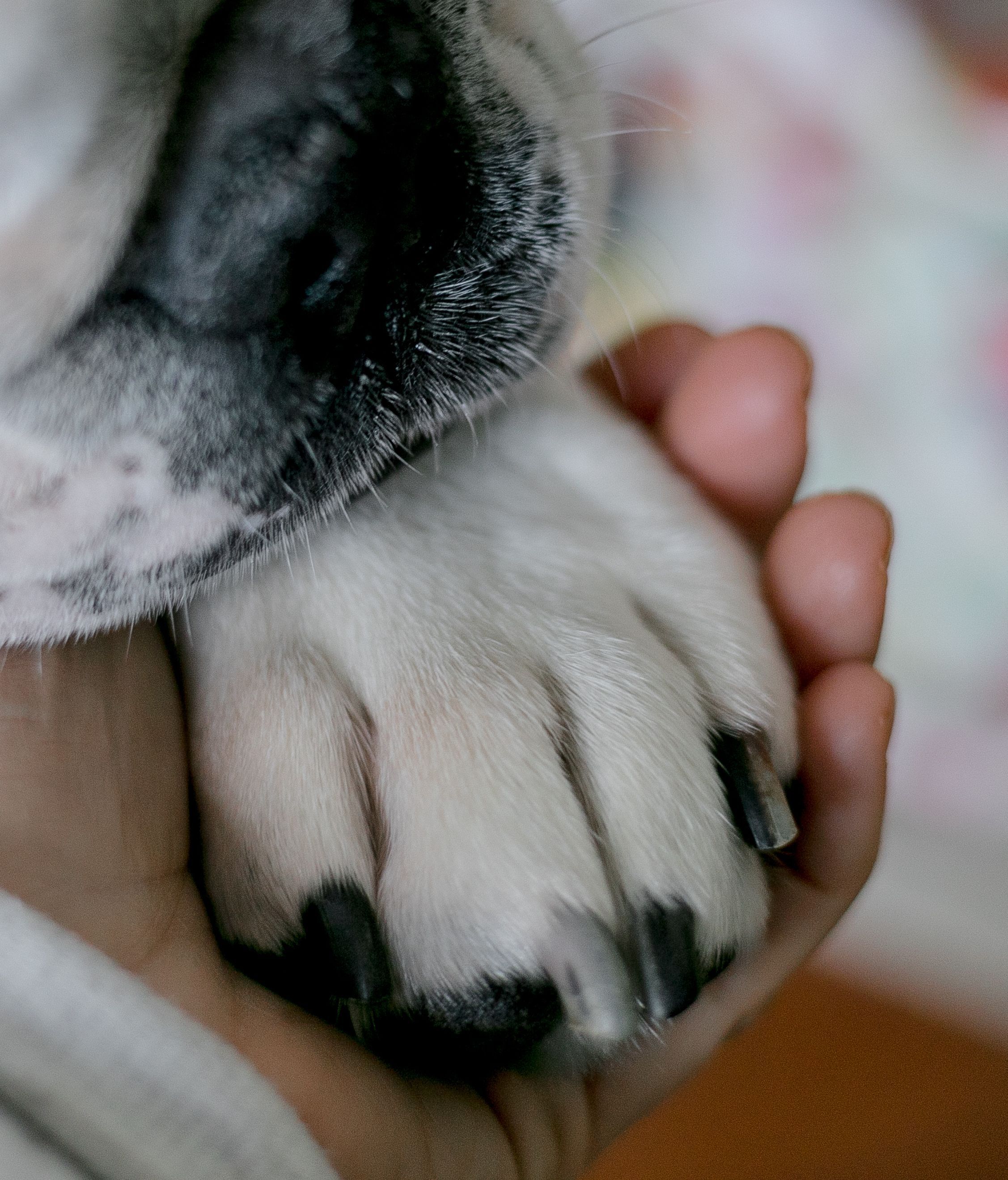 ¿Cuánto se tarda en decir adiós?