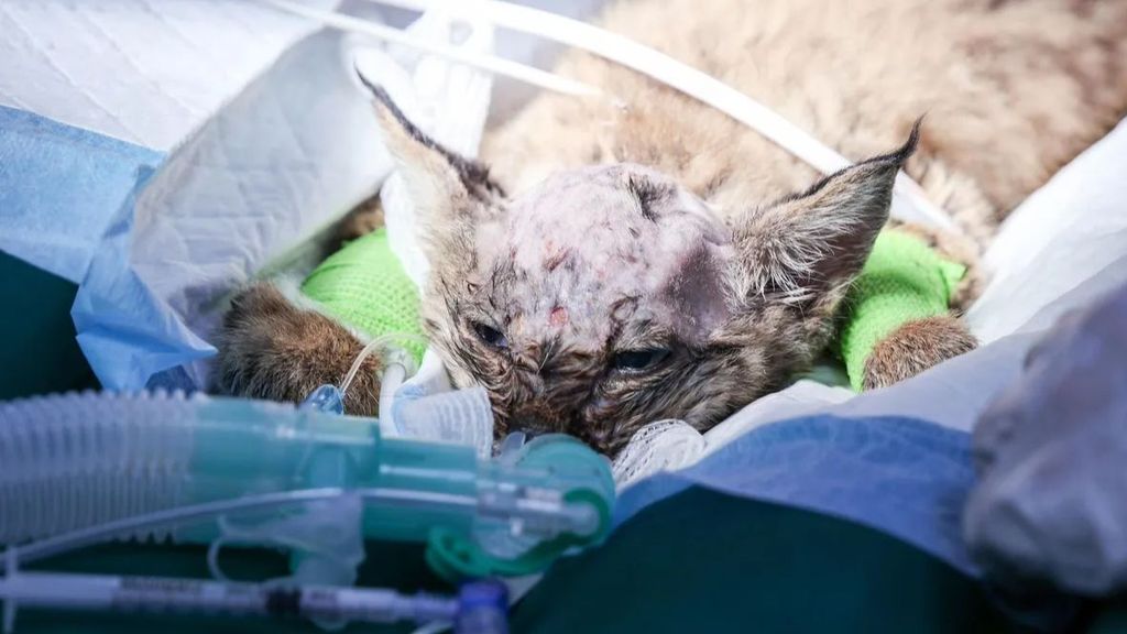 Reconstruyen en Jaén con una prótesis flexible el cráneo de un cachorro de lince herido por su madre