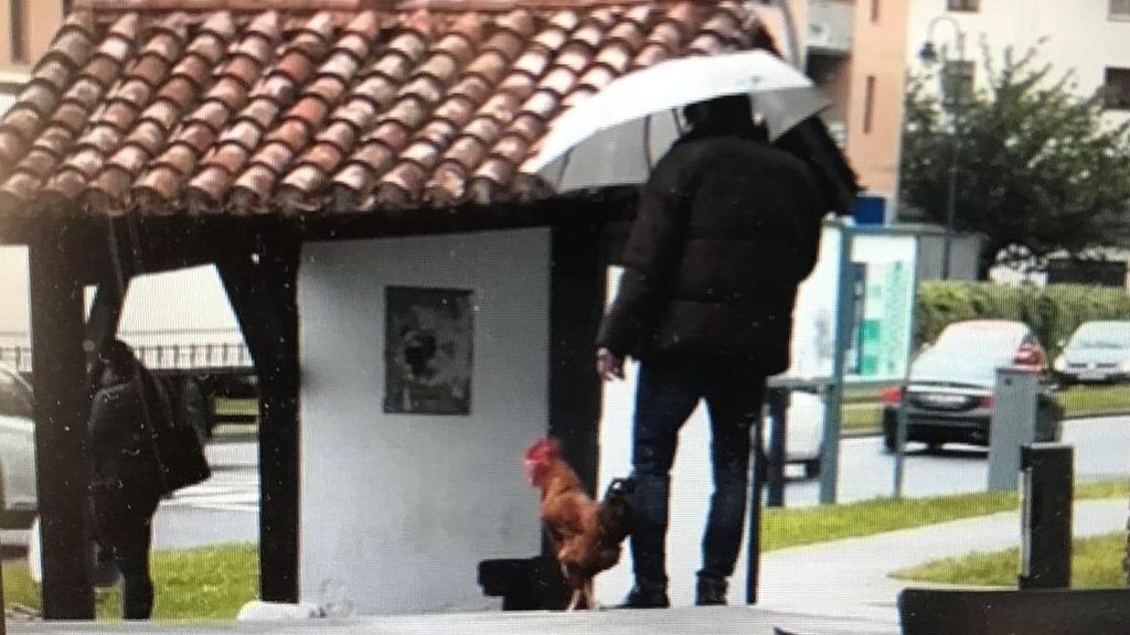 El dueño y su gallo por el barrio de Larzabal en Errenteria