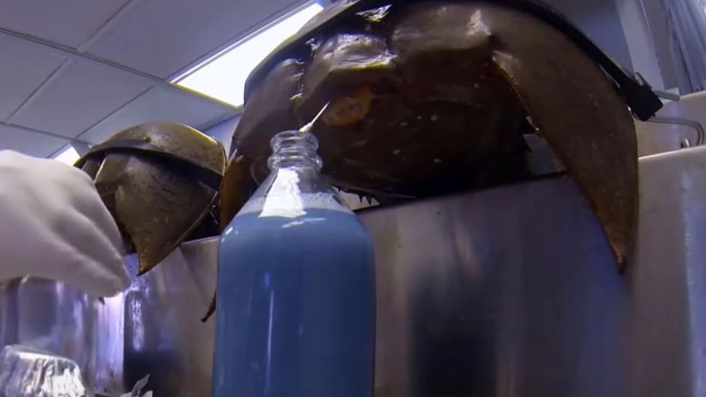La sangre azul de los cangrejos herradura que salva vidas Informativos Telecinco Tiempo de Flora 107