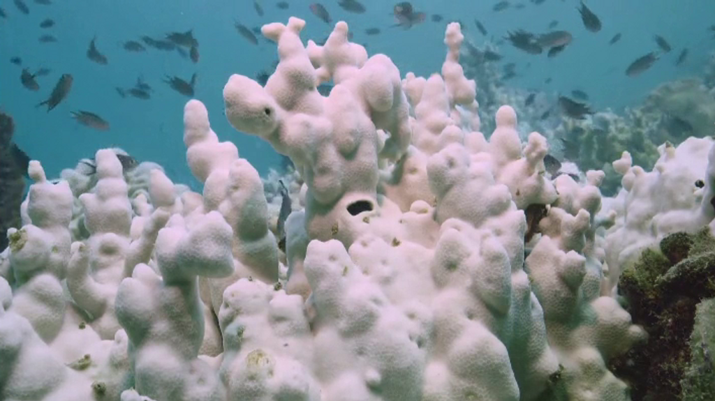 La drástica subida de la temperatura del mar amenaza la supervivencia de los arrecifes de coral