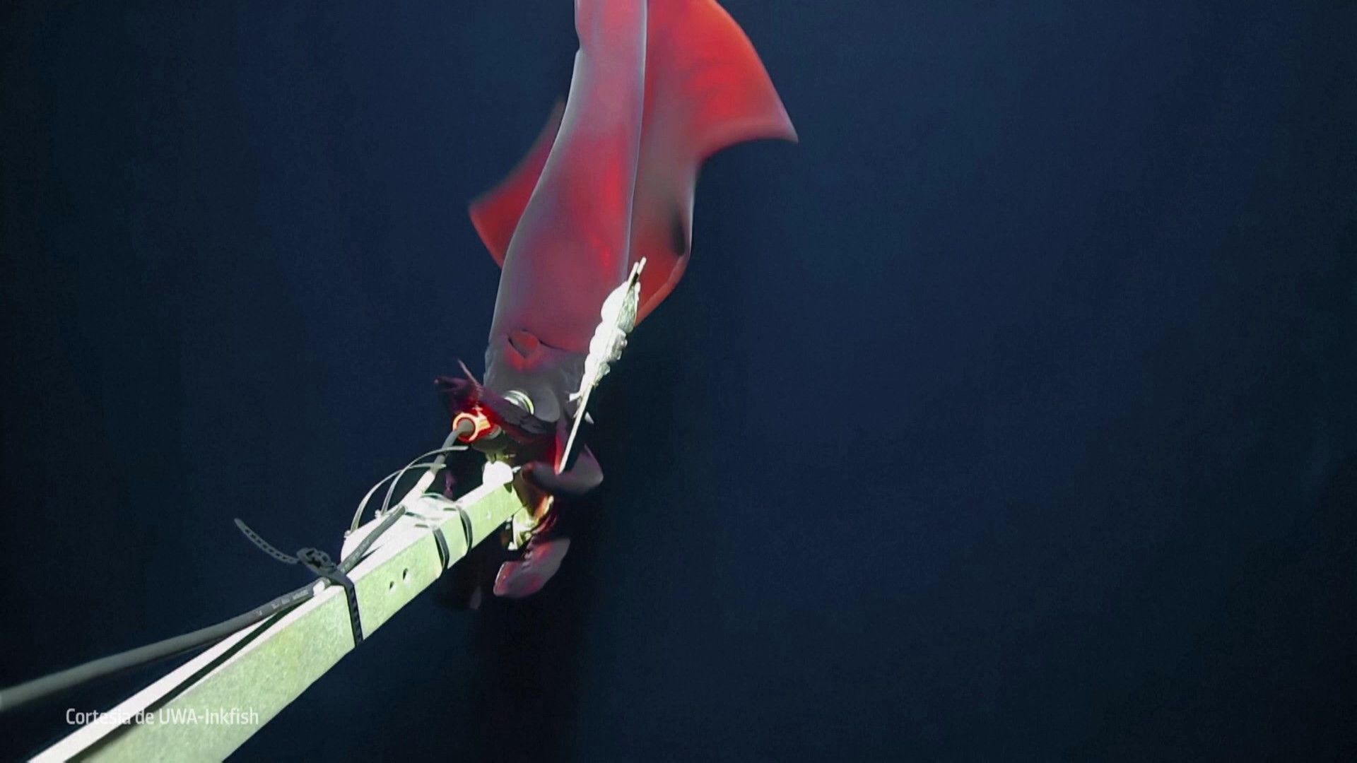 Captan un calamar gigante bioluminiscente de aguas profundas: &#39;&#39;Es de las mejores imágenes&#39;&#39;