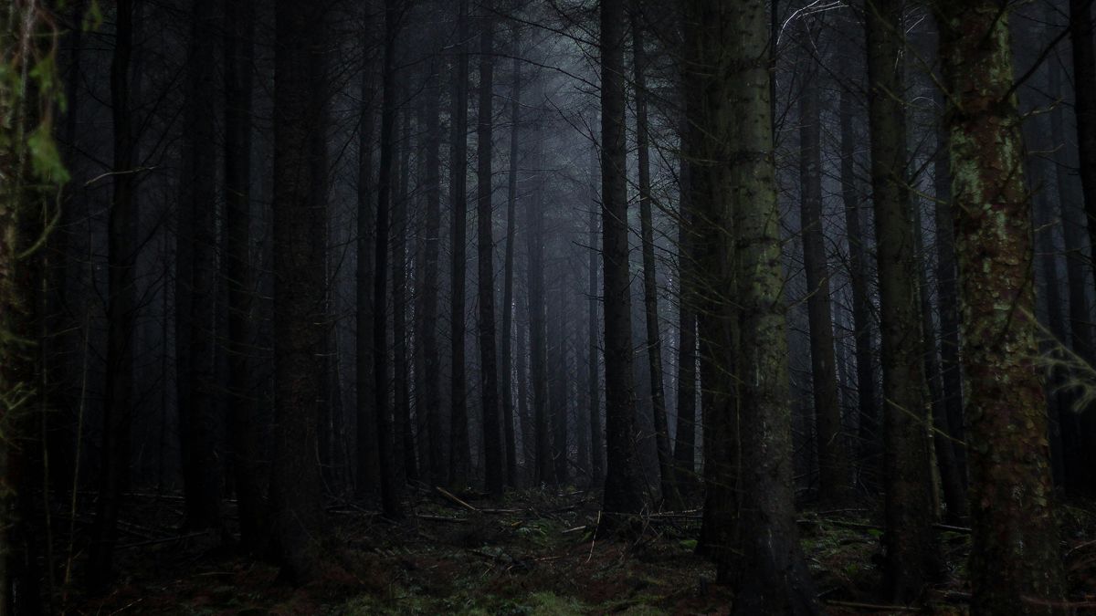 Bosque en la oscuridad de la noche