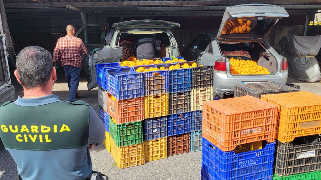 Doce detenidos por robar 163 toneladas de naranjas en Valencia