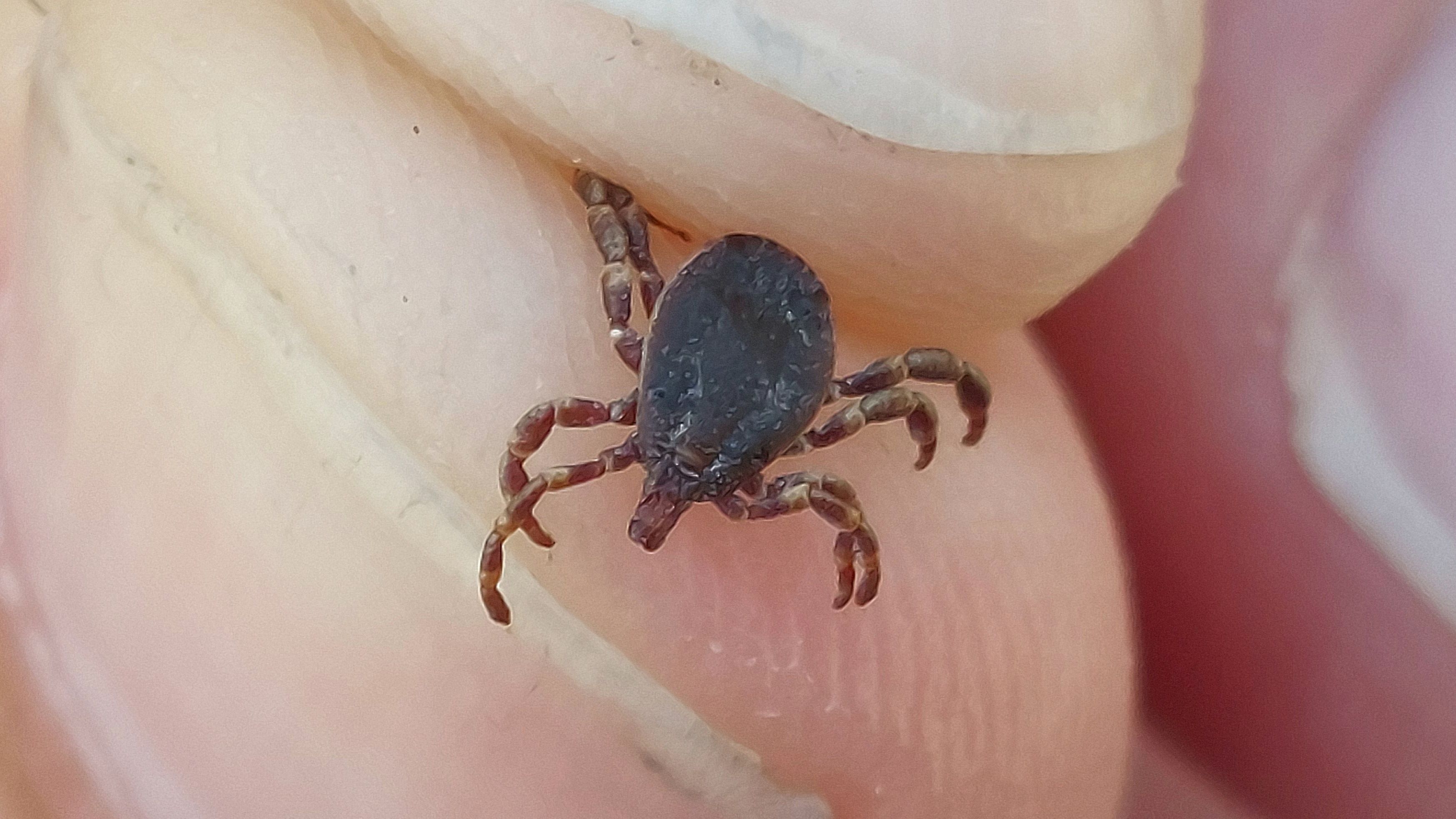 La plaga de la garrapata 'Hyalomma lusitanicum' en Cataluña