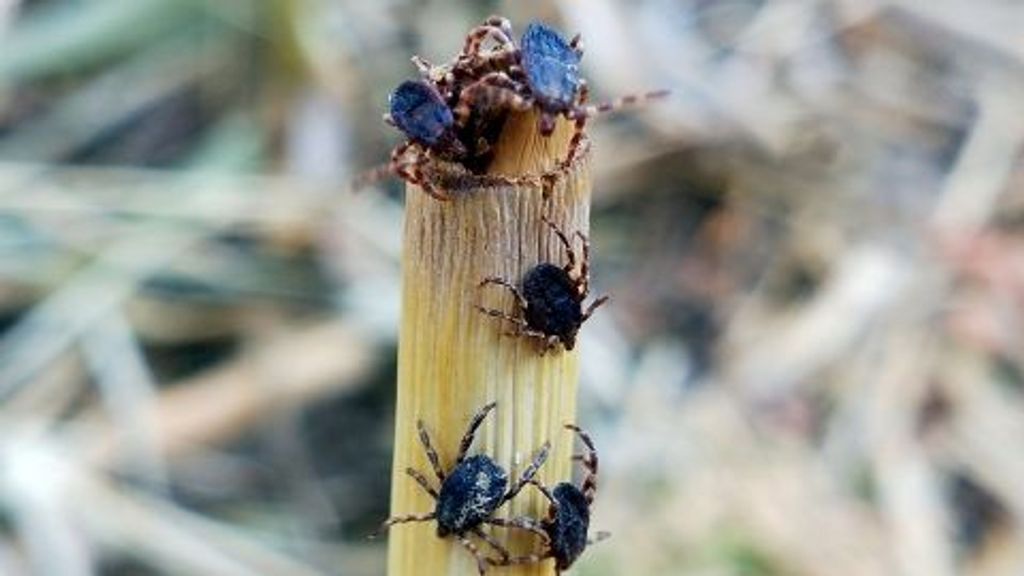 La plaga de la garrapata 'Hyalomma lusitanicum' en Cataluña