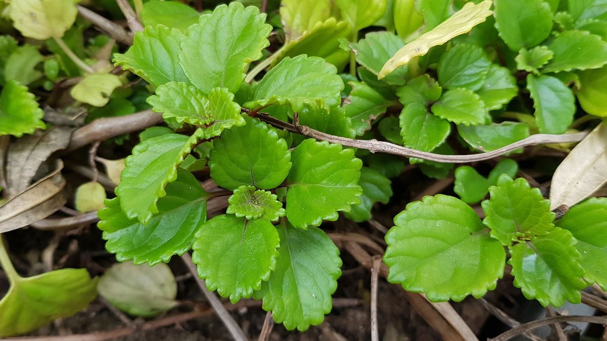 La planta del dinero (Plectranthus verticillatus)