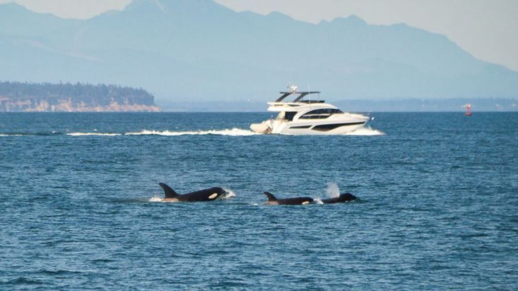 Los científicos descifran el misterio del ataque de orcas a embarcaciones en el Estrecho