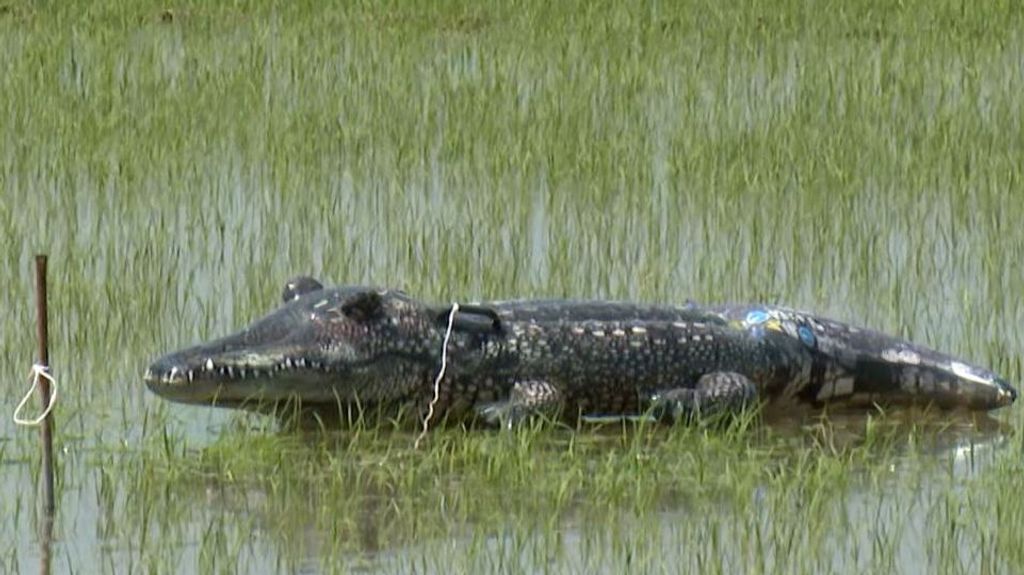 Cocodrilos de plástico Albufera