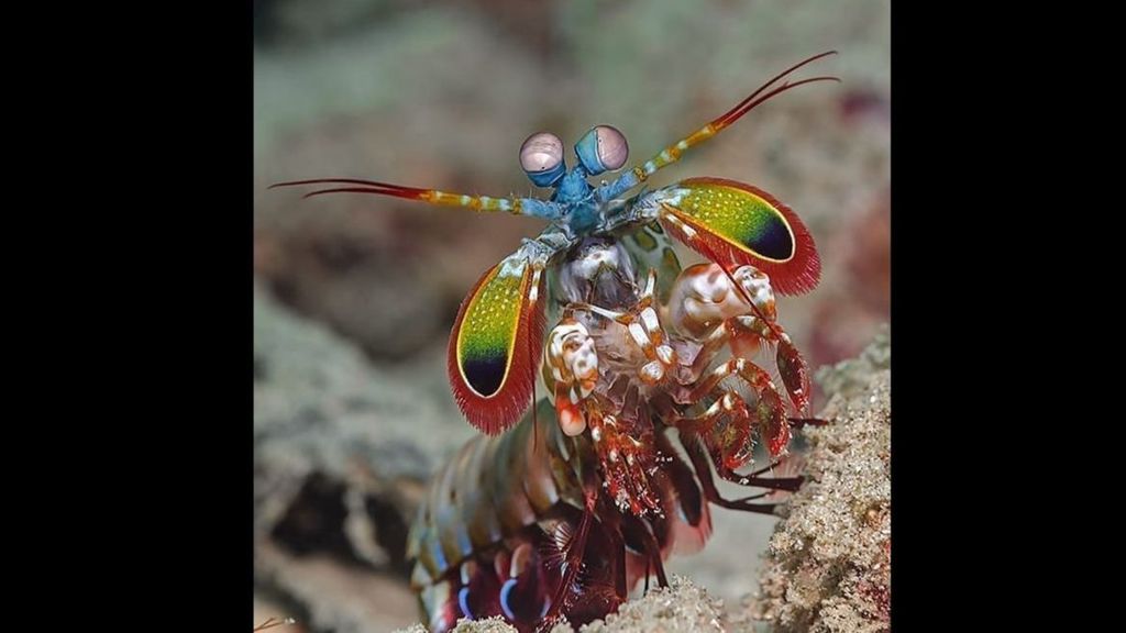La gamba mantis, el animal con el puñetazo más poderoso de la naturaleza