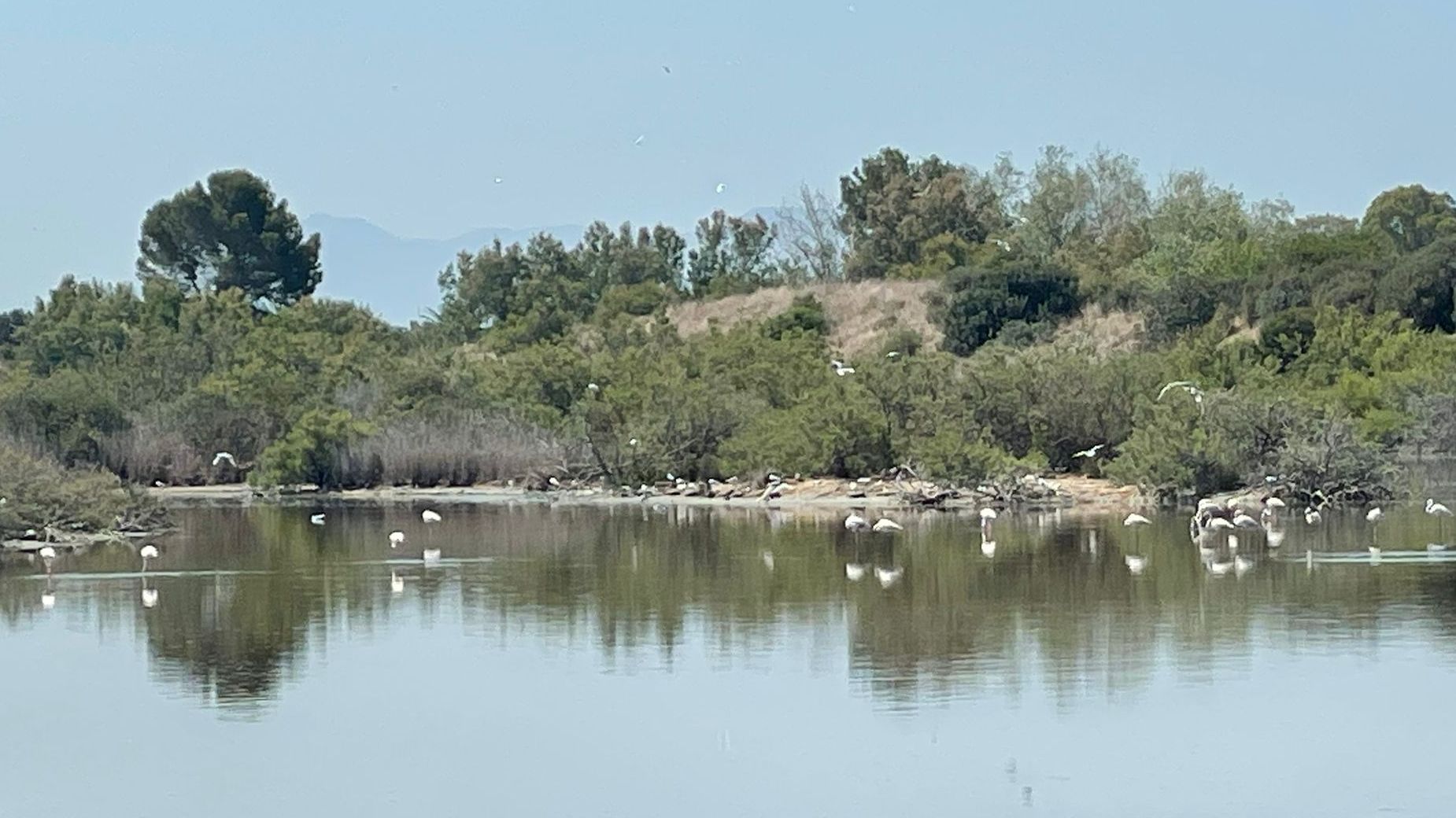 Unos pocos flamencos se encuentran ahora en la Albufera