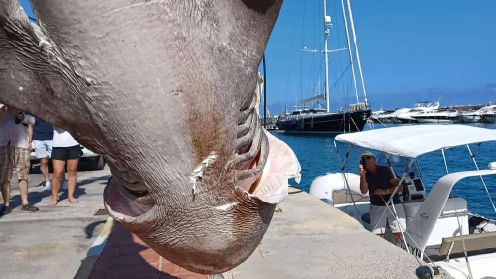 Así es el tiburón que ha aparecido en las aguas de Altea, Alicante