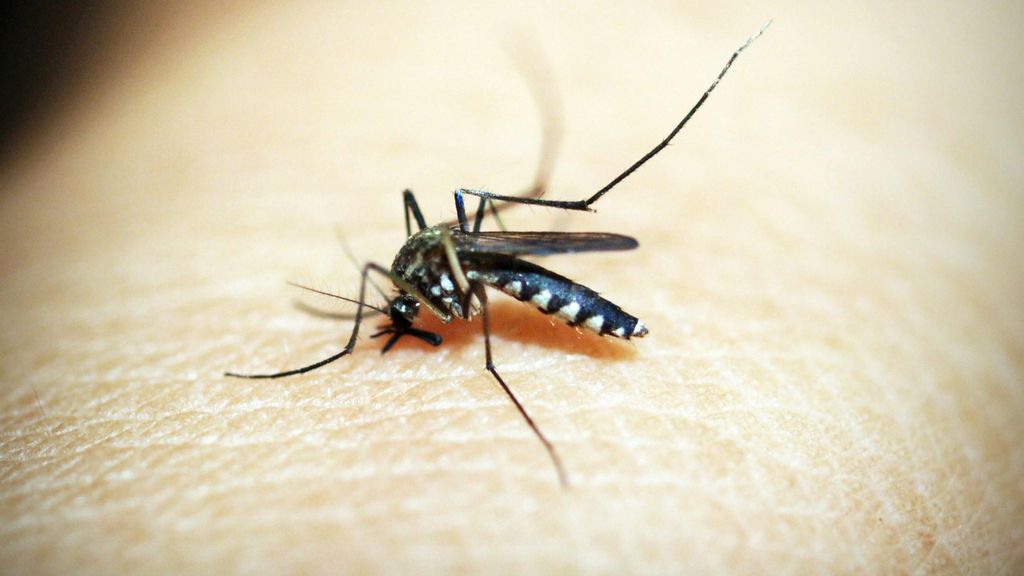 El mosquito tigre reduce su presencia en Barcelona