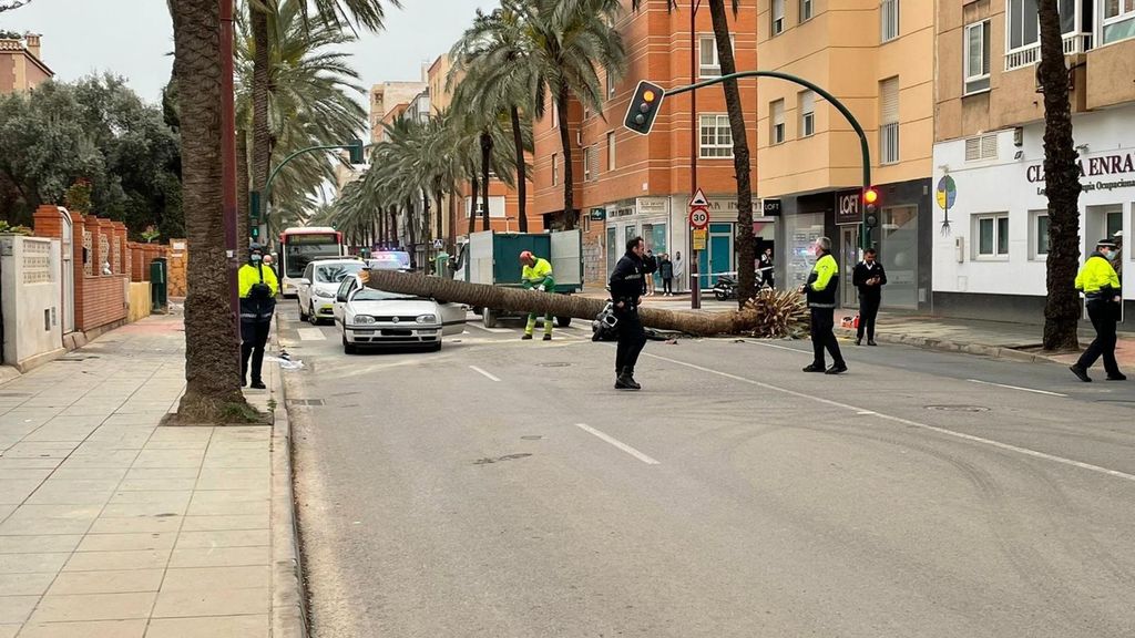 Archivo - Una palmera se desploma sobre un vehículo y una motocicleta en la Avenida Cabo de Gata de Almería ocasionando dos fallecidos.