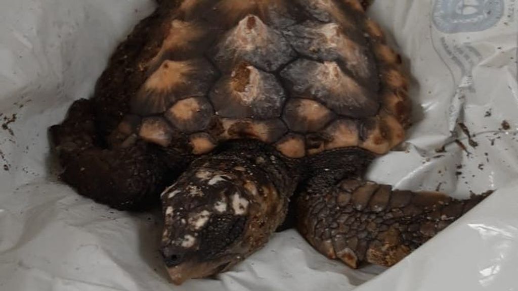 Imagen de la tortuga boba que fue trasladada a la comisaría de Bilbao